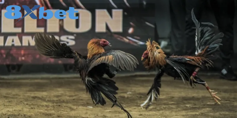 Giá trị văn hóa và tinh thần đặc sắc của chọi gà